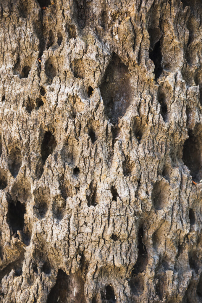 fossielen kopen velp